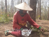 Warga Bektiharjo Berburu Entung Jati untuk Dimasak dan Dijual Warga Bektiharjo Berburu Entung Jati untuk Dimasak dan Dijual