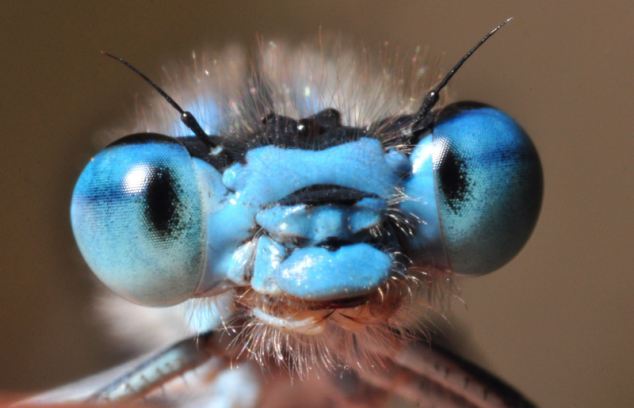 Macro Photography of Insects Eyes Seen On www.coolpicturegallery.us