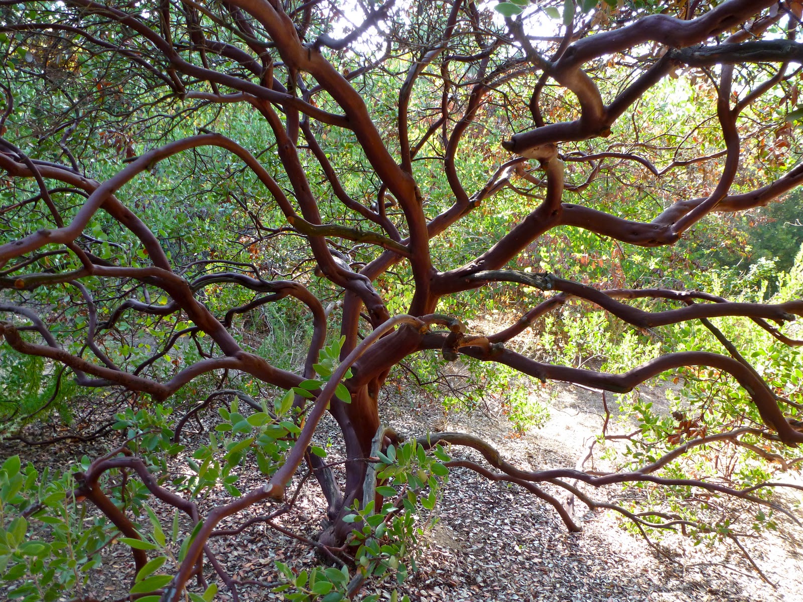 lorimarsha: Detritus- The Forest Floor