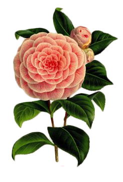 Flores Copo De Leite Hortensia Hibisco Rosa Margarida Lacremania