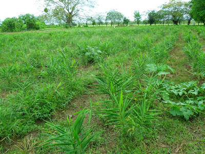 EL CULTIVO DE JENGIBRE, Zingiber officinale, Kión