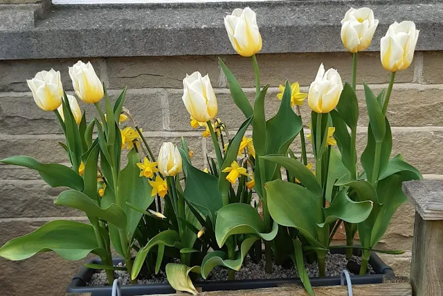 dutch tulip bulbs grown in the UK