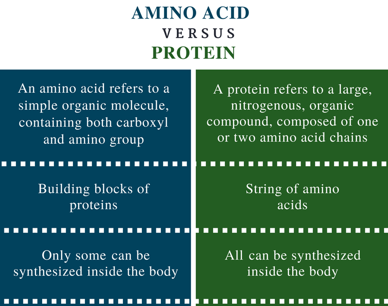 Amino Acid Vs Protein