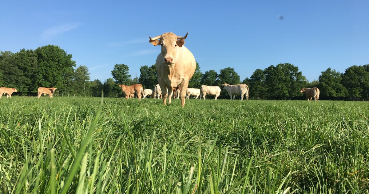 Hoevewinkel opent in Zonhoven Farm Beef Boutique