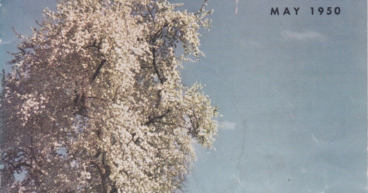 Across My Kitchen Table Poem for a Tuesday in May