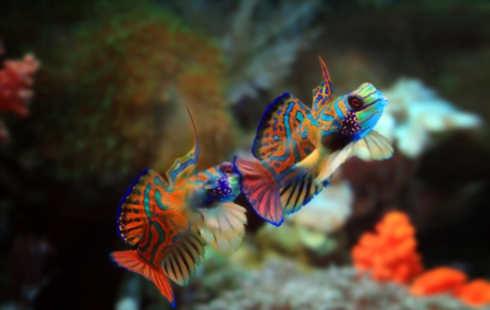 Mandarinfish