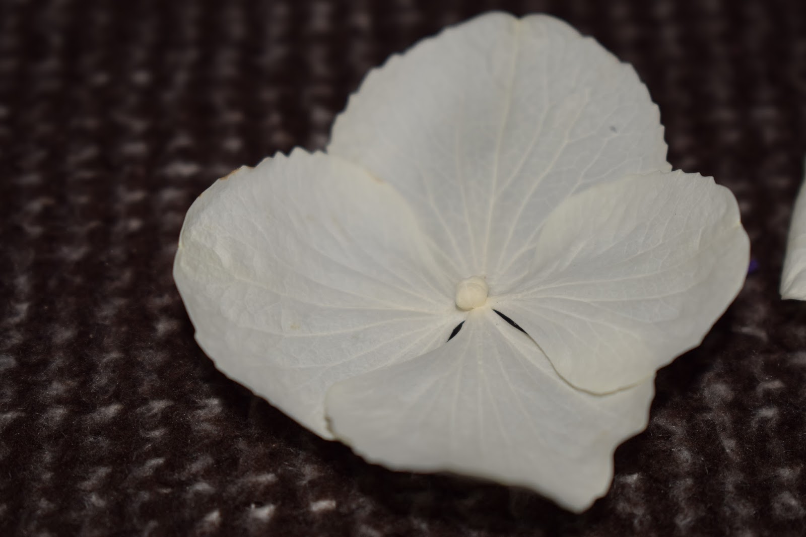 The Real Flower Petal Confetti Company Review Mummy Memories