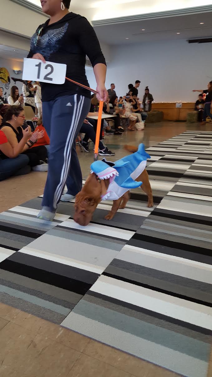 Roosevelt Islander Online Roosevelt Island Dogs Show Off Their