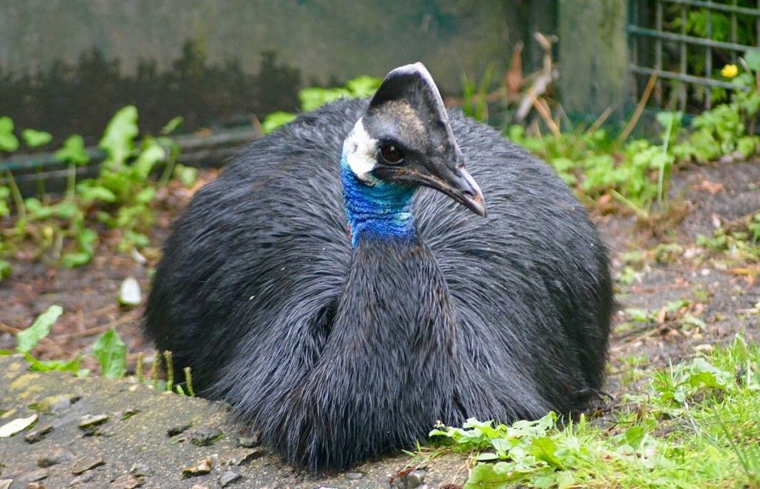 Burung Kasuari Kerdil Spesies Kasuari Terkecil Di Dunia