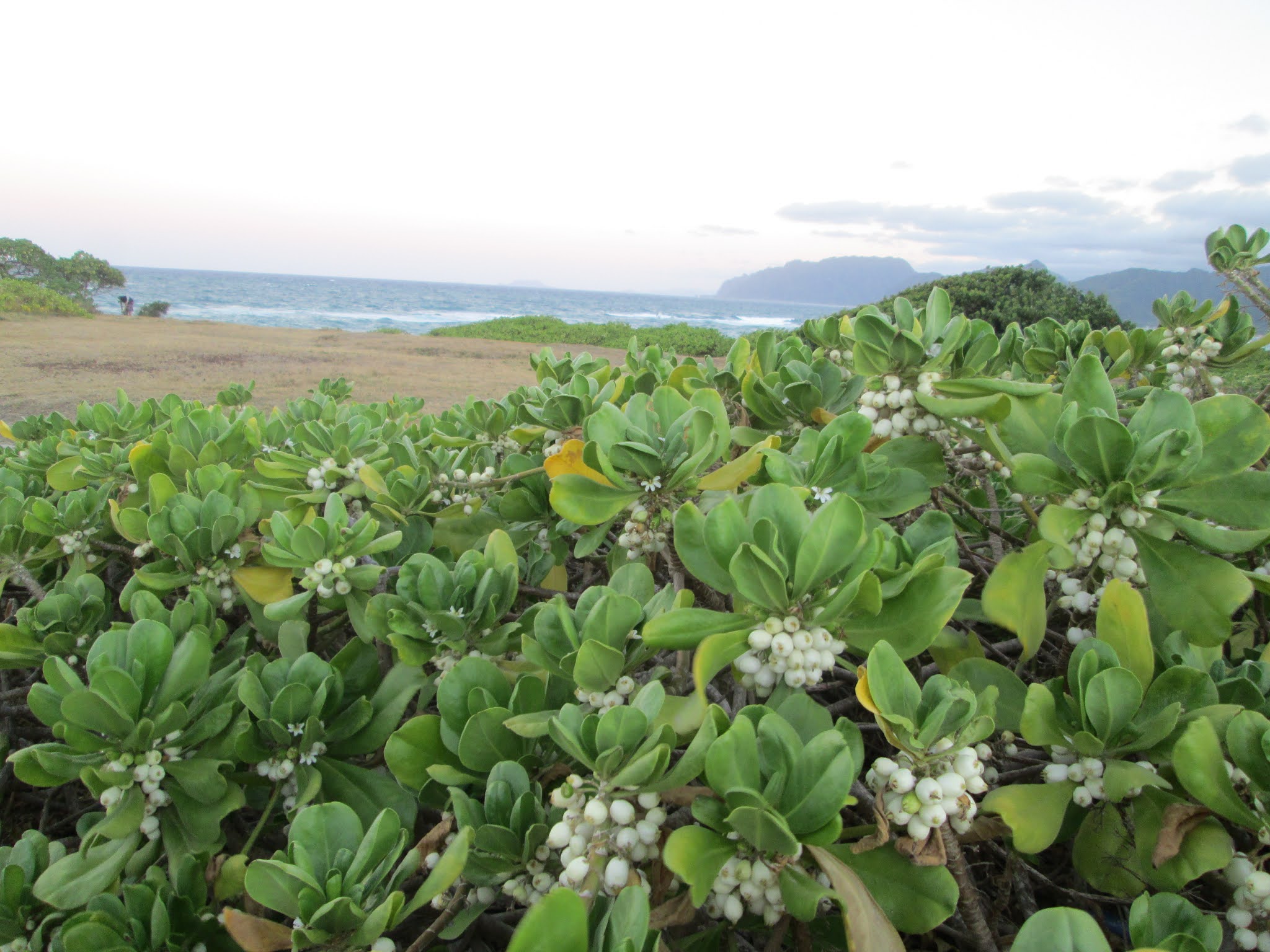 Garden Notes from Hawaii NAUPAKA KAHAKAI (Scaevola taccada)