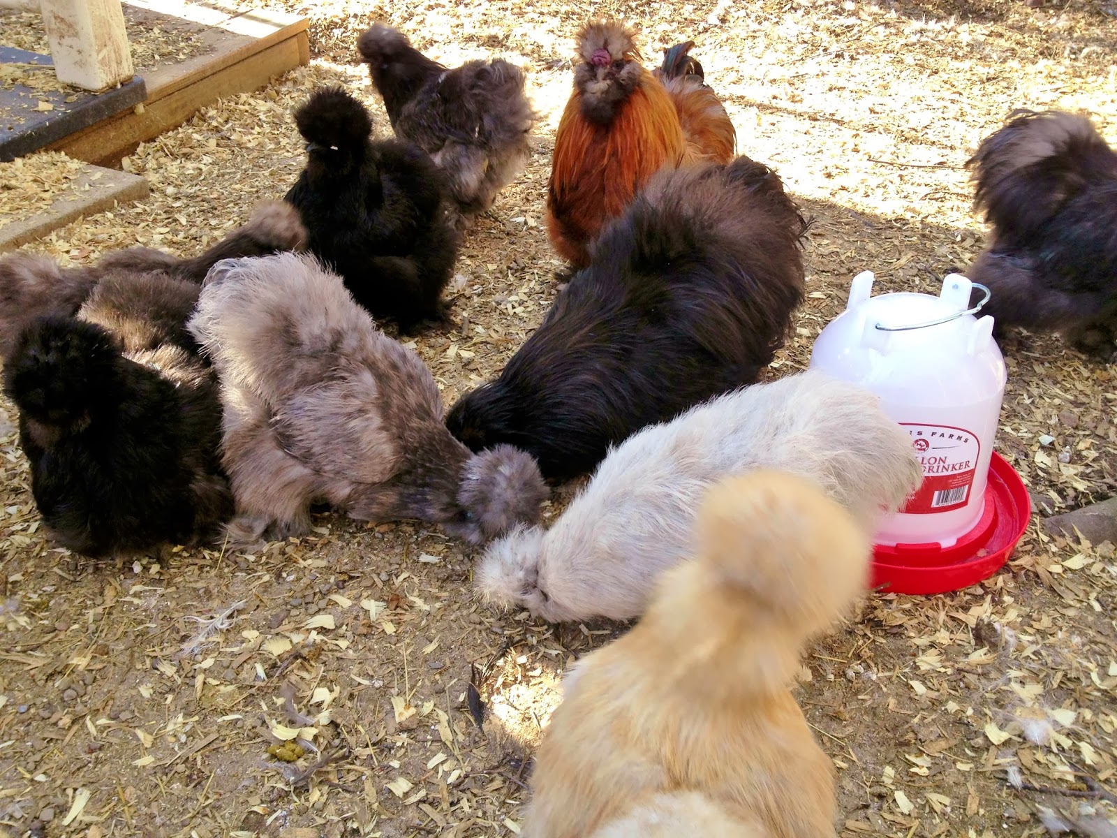 9 Reasons to have chickens on the homestead Feathers in the woods