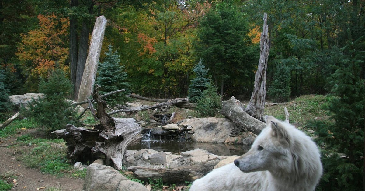 Endangered New Jersey Seeing Wolves in New Jersey