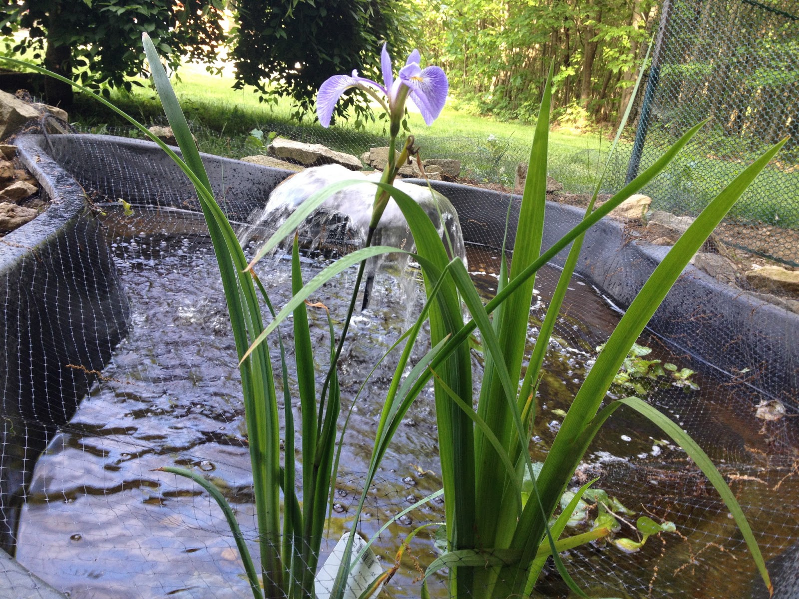 8 Organic liquid fertilizers you can make! Feathers in the woods