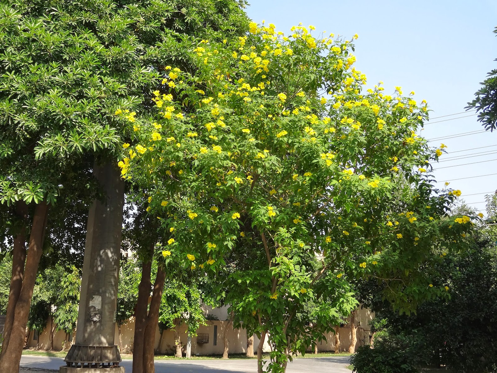 Plants of Lahore Pakistan stans Yellow trumpet flowers shrub
