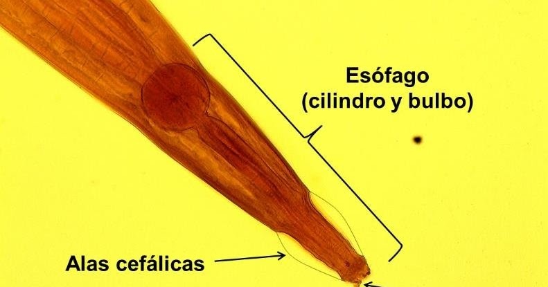 Diagnostico de oxyuris equi, Ciclo de vida oxyuris equi, Papillomatosis meaning