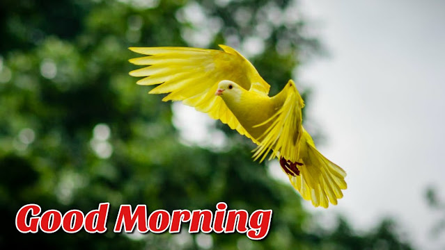 good morning images with birds