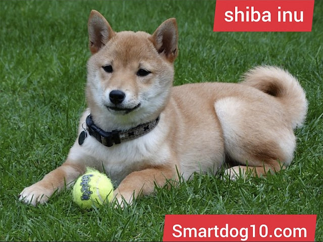 The best training methods shiba breed
