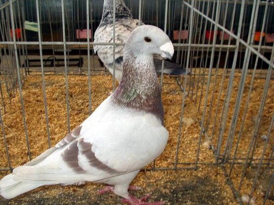 Bird Lovers Jenis Burung Merpati yang Ngetrend di Indonesia