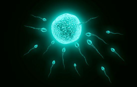 Sperma membuahi sel telur