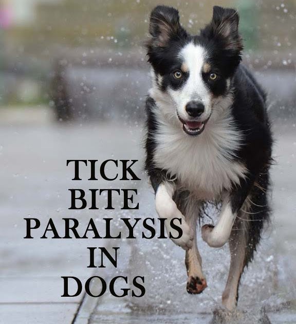 Tick bite paralysis in dogs Causes, symptoms, treatment and remedies