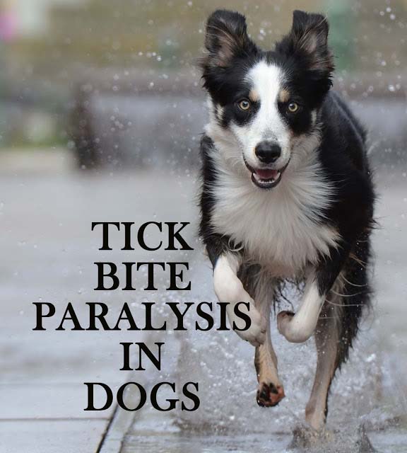 Tick bite paralysis in dogs: Causes, symptoms, treatment and remedies. Tick bite paralysis in dogs: Causes, symptoms, treatment and remedies.
