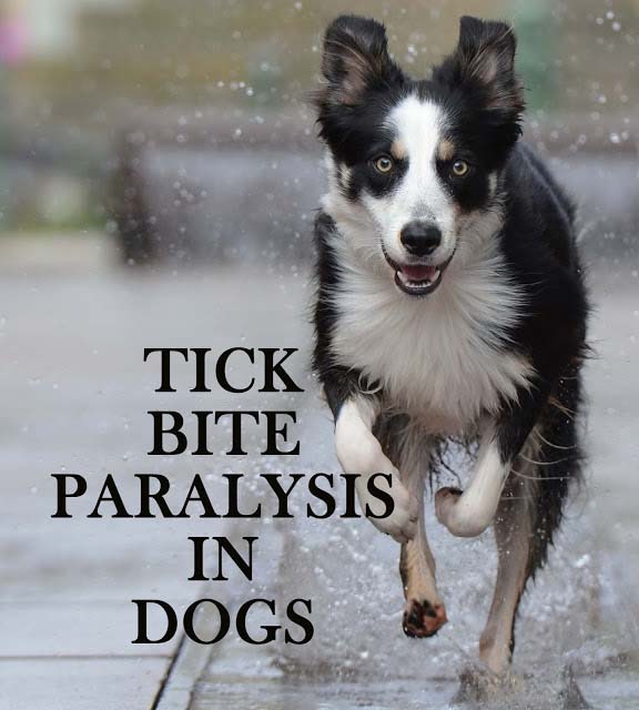 Tick bite paralysis in dogs: Causes, symptoms, treatment and remedies.