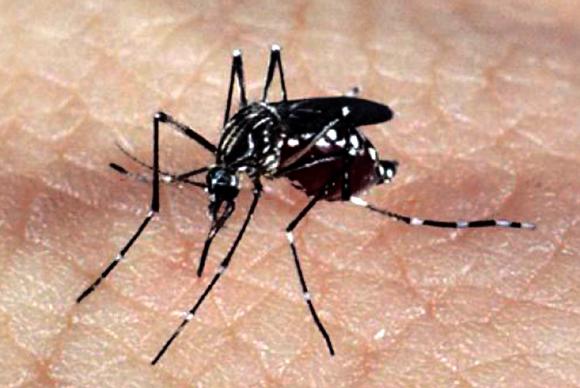 Santa Catarina confirma primeiro óbito por dengue de 2021