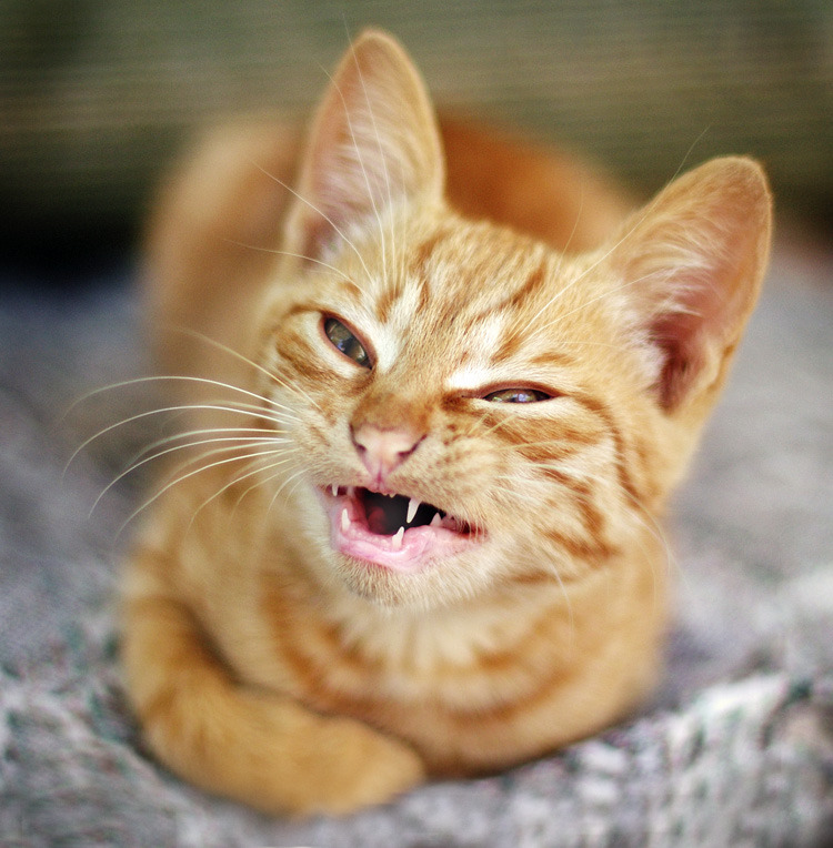 Кошачья улыбка. Рыжий кот. Рыжий котик. Кот улыбается. Рыжий кот улыбается.
