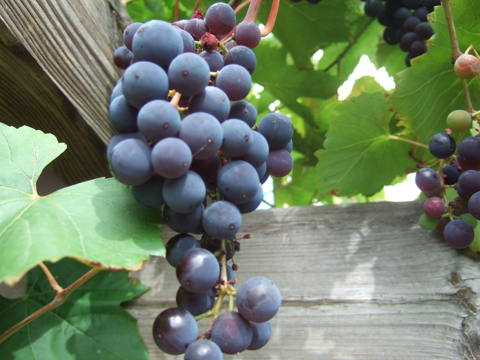 JURA GARTEN Trauben, die ess‘ ich gern