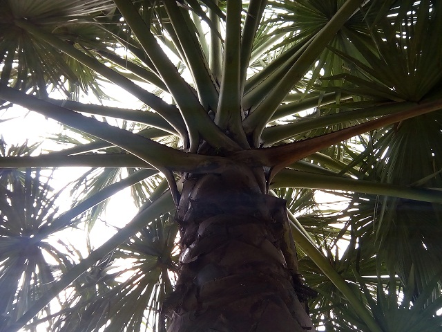 Primo GH5 review Camera Sample 3