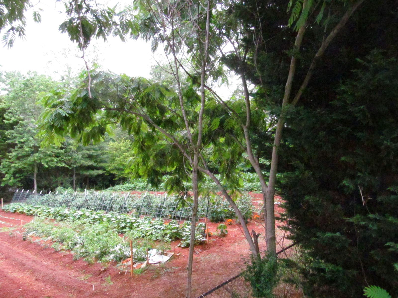 Berries And More Serving The Community 