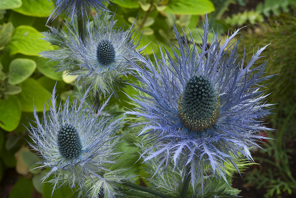 Linda Cochran's Garden Eryngium alpinum