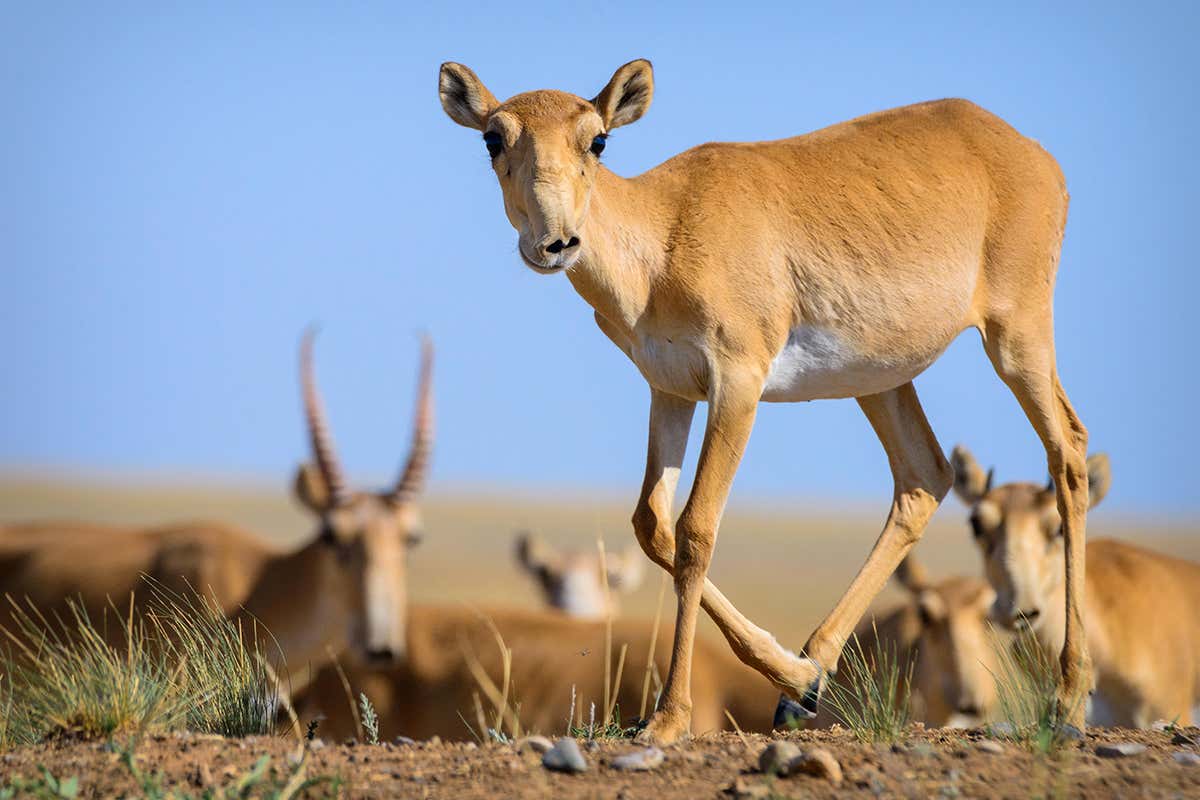 Saiga antelope adaptations, population and interesting facts