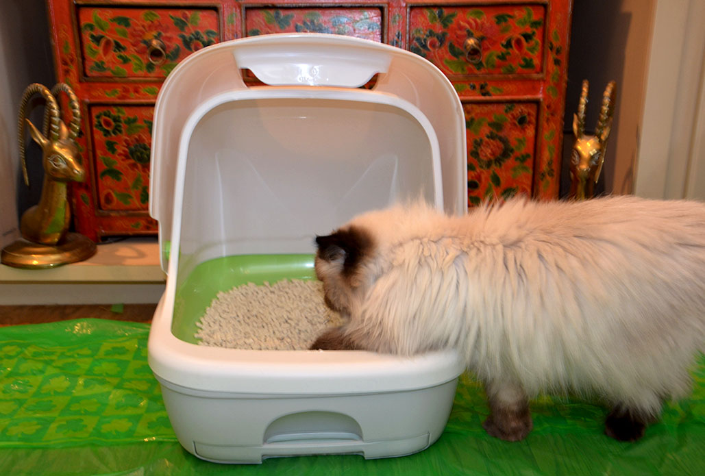 Cats Tales & Reviews Life's A "Breeze" with the New Litter Box