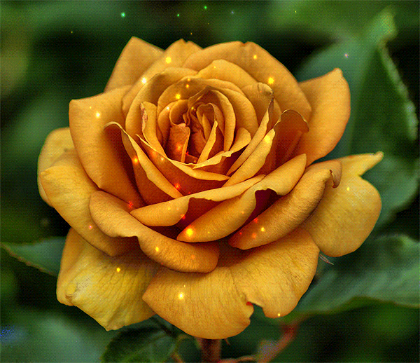 Rose%2BAnimation1.gif