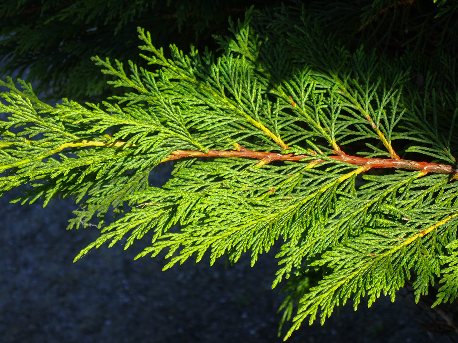 Flora ornamental, hortícola y medicinal. x Cupressocyparis leylandii