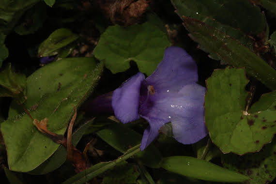 Torenia concolor