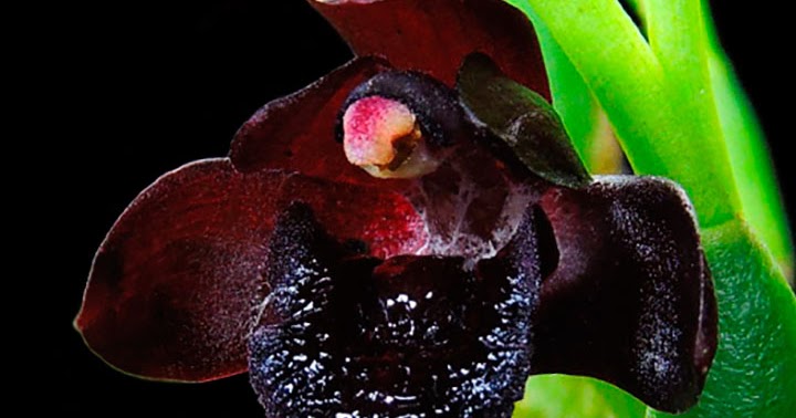 Orquídeas no Apê: Orquídea Negra - Maxillaria schunkeana