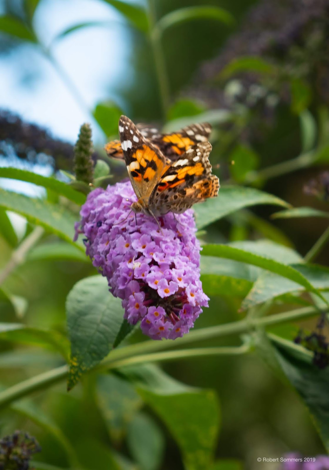 Future Plants By Randy Stewart Butterfly Bush