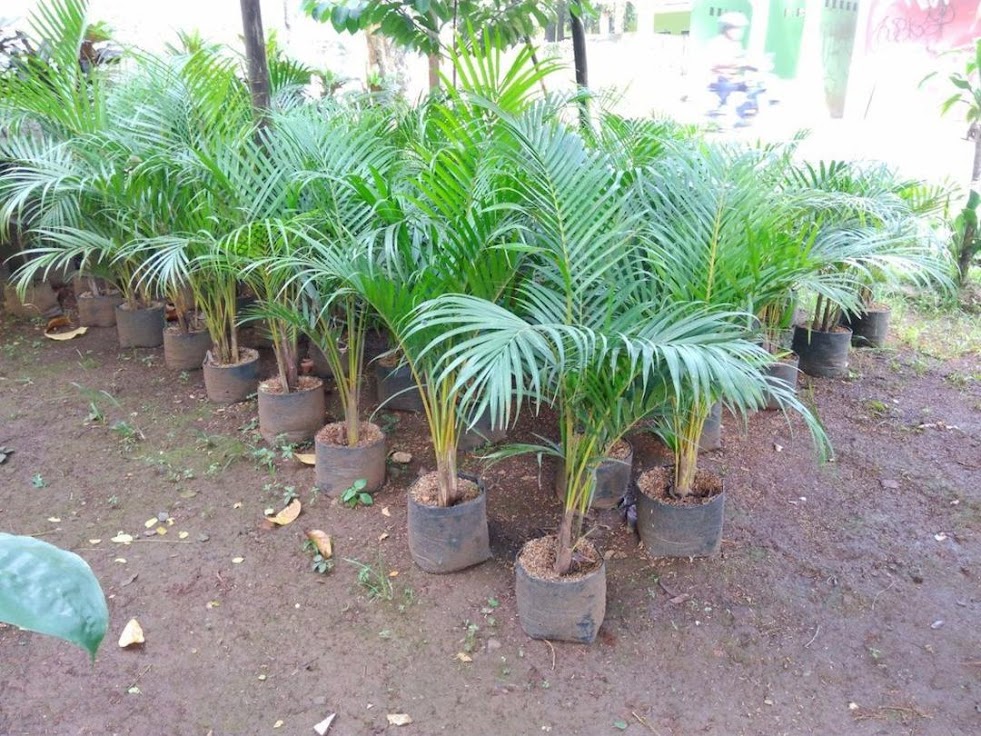 Bibit Pohon Palem Kuning Harga Murah Best Seller Kupang