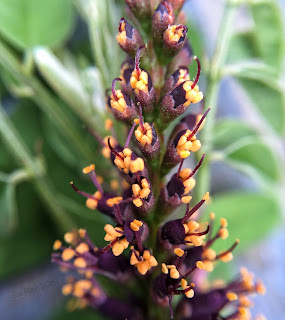 Amorpha fruiticosa, false indigo flowers, macro view 2