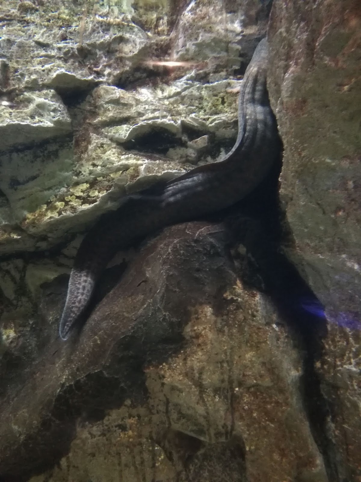 Blue Coral Aquarium KL Tower
