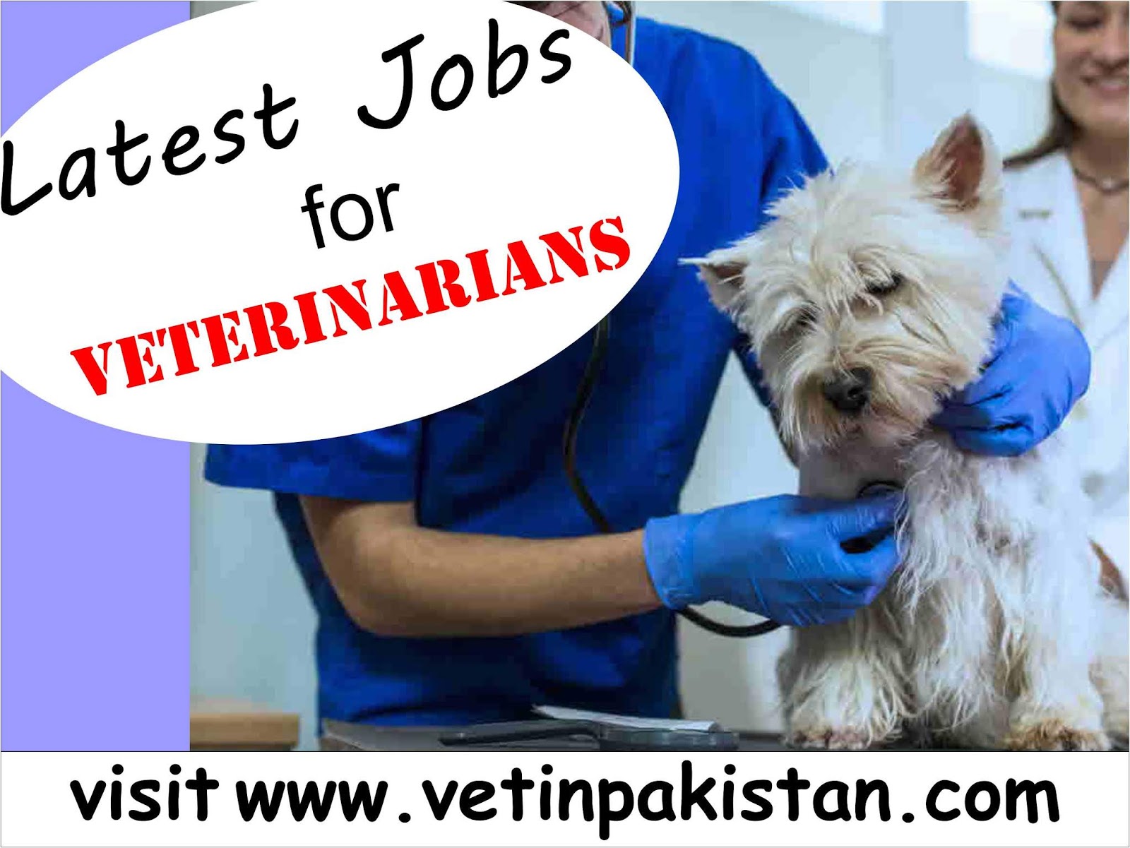 Vet in Pakistan Latest veterinary jobs in Pakistan Jobs for DVM