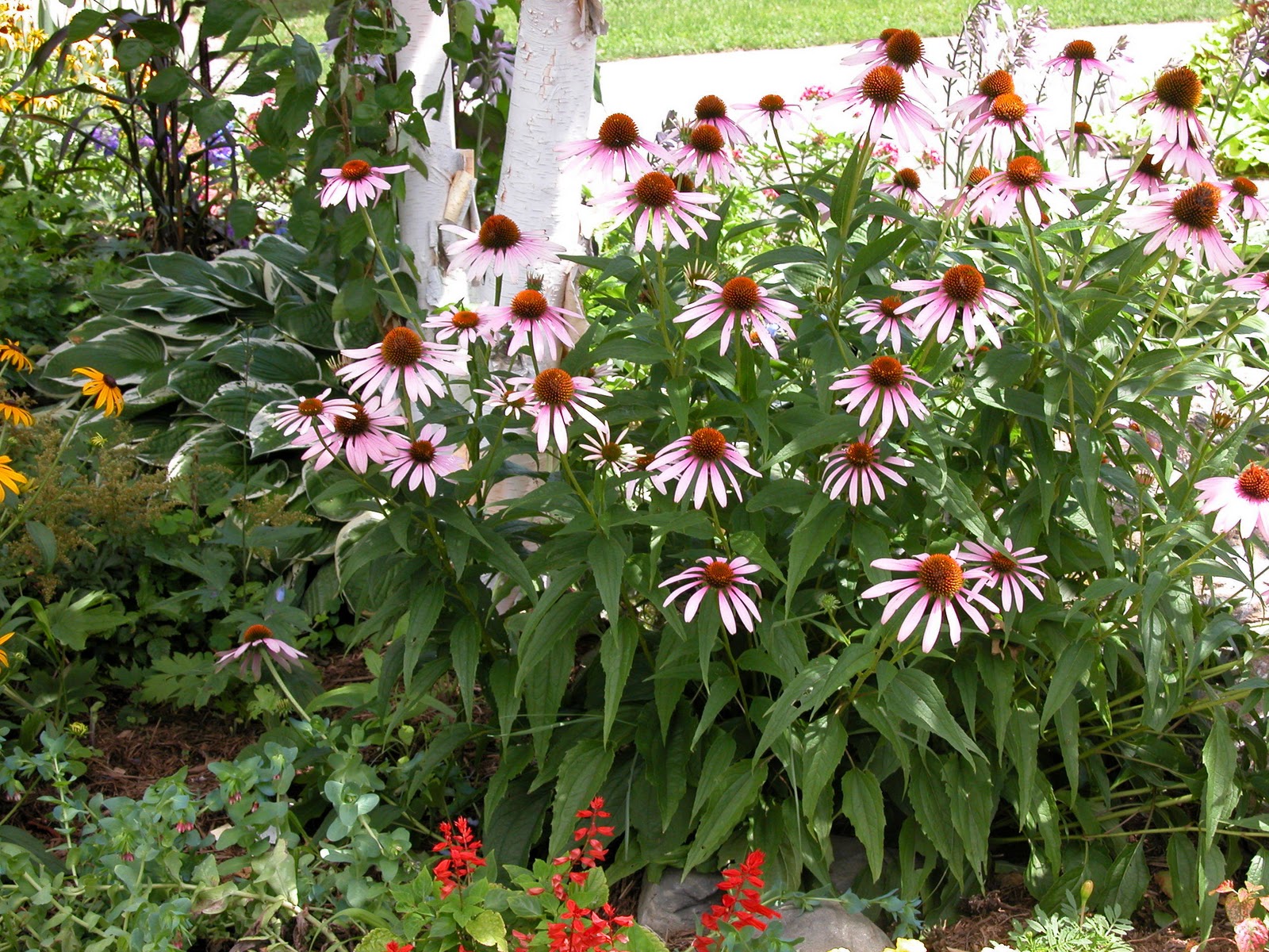 flowers for flower lovers.: Cone flowers pictures.