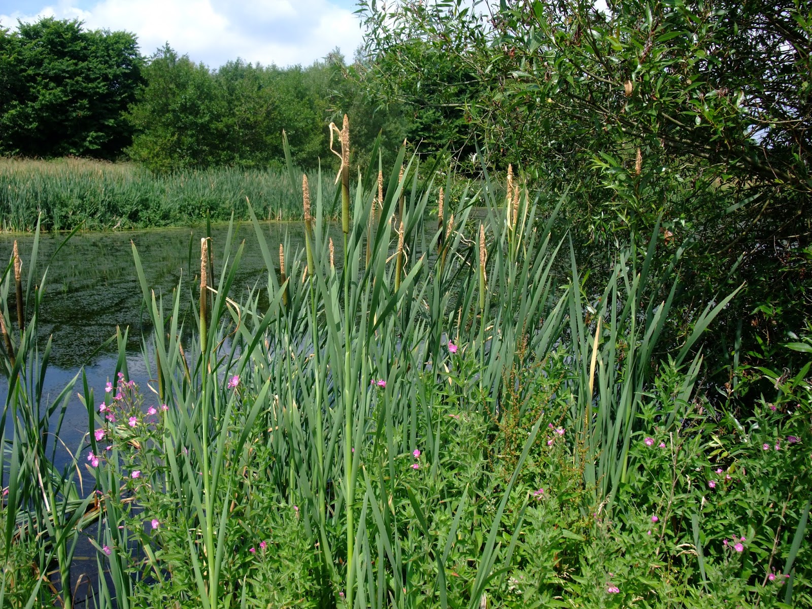 HERBAL PICNIC RUSHES