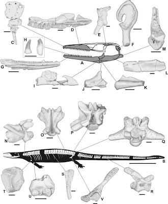 Pannoniasaurus bones