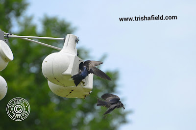 Tag team - feeding is difficult work!