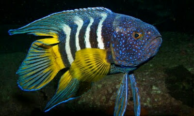 ikan hias blue devil