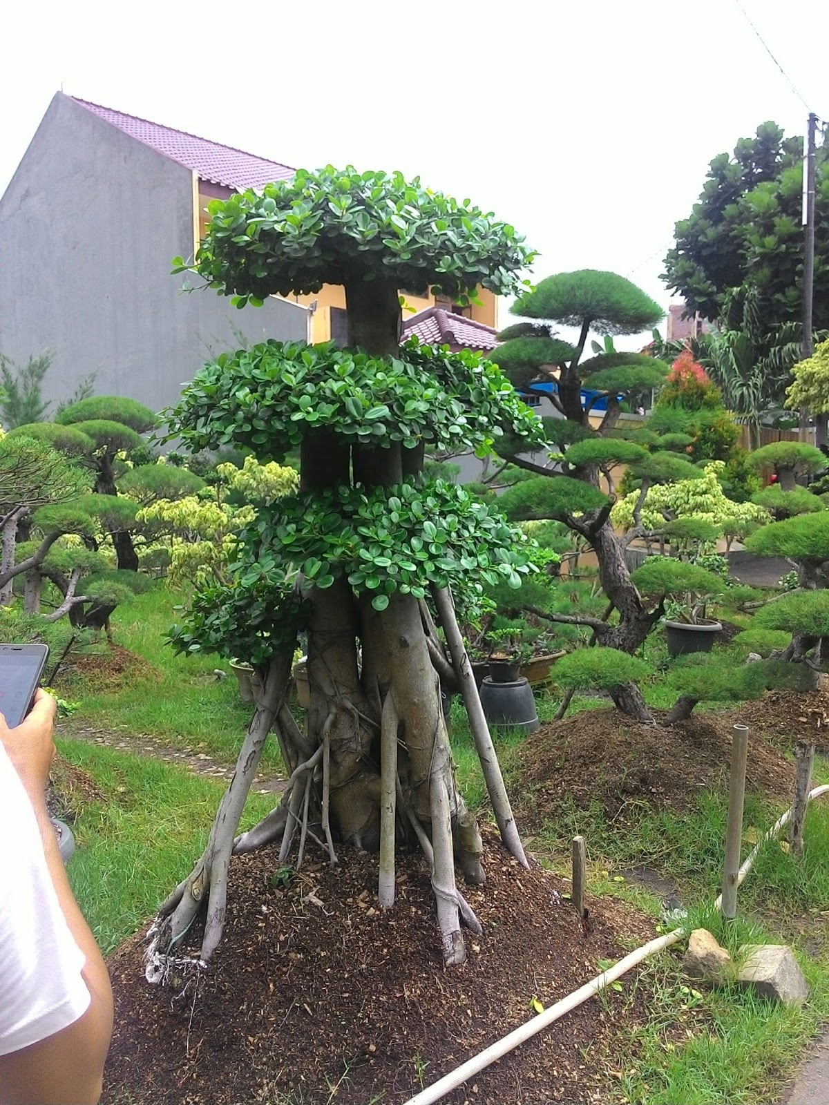 Jual Bonsai Beringin Korea Cataleya Taman,Tukang Taman,Jasa Pembuatan