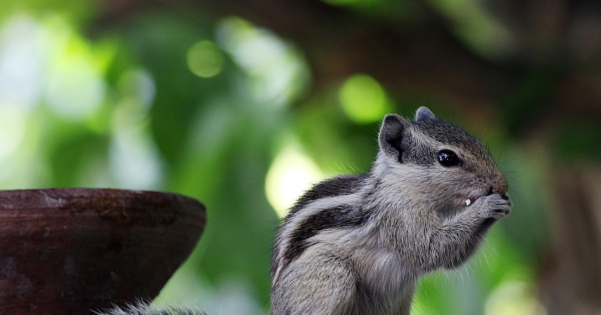 indian-palm-squirrel